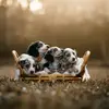 Kim's Dachshund Puppies 🐶🐕❤️ - @kimberly.baughman - TikTok