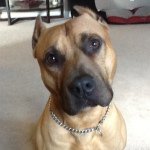 Kim Blank - @pitbulllover55 - Instagram
