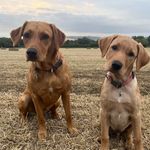 Kim Boardman - @bee_more_goose - Instagram