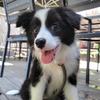 Border Collie Kim Bab - @bordercolliekimbab - TikTok