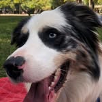 Joaquim border collie - @kim_border - Instagram