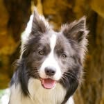 K I M   Bordercollie - @_kim_bordercollie - Instagram
