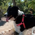 @kim_border.collie - Instagram