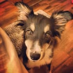Kim - @kim.border.collie - Instagram