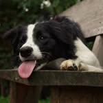 Kim - @kim_border_kolie - Instagram