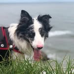 KIM🐶 - @kim_bordercollie10 - Instagram