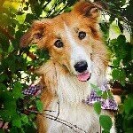 Kim - @kim_bordercollie - Instagram