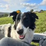 Kim🐶 - @kim_bordercollieuy - Instagram