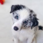 Kim Nogueira - @kimbordercollie - Instagram