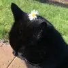 Masoomeh - @kimboreno1391 - TikTok