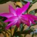 Kim Borer-Gustke - Facebook