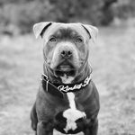 Kimbo 🖤 - @kimbostaffy - Instagram
