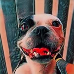 ❤️Kim❤️ - @kim.bostonterrier - Instagram