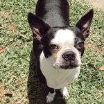 KIM - @kim_bostonterrier - Instagram