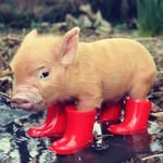 Kim Brice - @shotgunpiggy - Instagram
