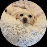 Kim Bronson - @pottery_parrots_and_pups - Instagram