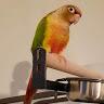Kim Bronson - @allforthebirds - TikTok