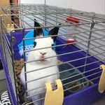 @kim_bunny_rabbit - Instagram