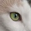 kimburger.cheesenuggets - @kimburger.cheesenuggets - TikTok