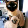Kim Carruthers - @blue_sapphire_siamese - TikTok