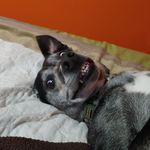 Kim Cavanaugh - @k9_rehab - Instagram