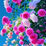 kim ching song - @dontrkim662 - Instagram