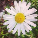 Kim Clarkson - @jack_and_daisy_preloved - Instagram