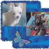 Kim Cloutier - @kim.cloutier1 - TikTok