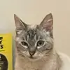 Kim Cronin - @my_cat_judges_me - TikTok