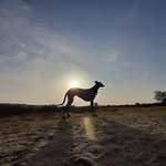 Kim Dekker - @galgo_sunrise - Instagram