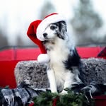 Kim Dick - @justagirlandheraussies - Instagram