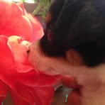 Dillon Kim - Facebook