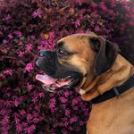 Kim Dodge - @a_dogseyeview - Instagram