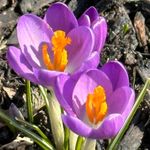 Kim Donovan - @donovans_flowers - Instagram