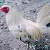 Kim Durante - @kim.durante - TikTok