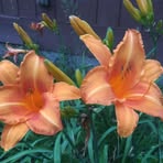 Kim Eldred - Facebook