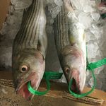 Kim Elmore - @flounderingtuna - Instagram