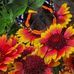 Kim Erdmann - Facebook
