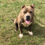 Kim Etheridge - @kimbully_kennels - Instagram