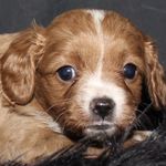 Kim Ewing - @rubyrosethecavoodle - Instagram