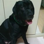 김빨리 - @blacklab_fast_kim - Instagram