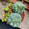 kimfoo - @mokyin89 - TikTok