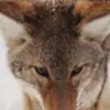 kifunaro - @kifunaro - TikTok