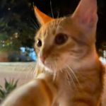 Garfield Kim - @cat.garfieldkim - Instagram