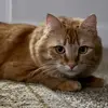 Garfield_the_longhair_tabby - @garfield_and_kim - TikTok
