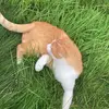 Kim & Garfield - @mein.nachbarskater - TikTok