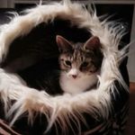 kimgarfield - @kimgarfield3855 - Instagram