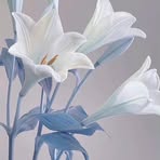Kim Gilreath - Facebook