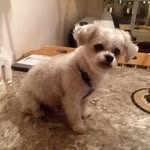 Kim Goulet - @goulet7020 - Instagram