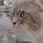 ✮❈ 🎀 𝒦𝒾𝓂 𝒢𝓇𝑒𝓎 🎀 ❈✮ - @kimgrey_siberian - Instagram